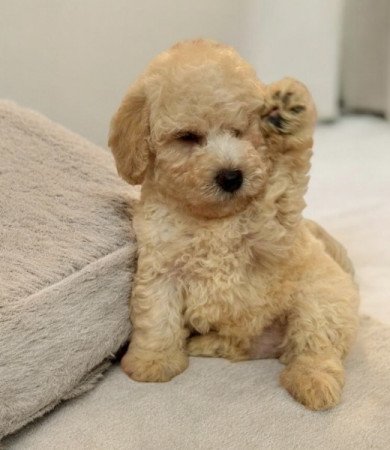Maltipoo