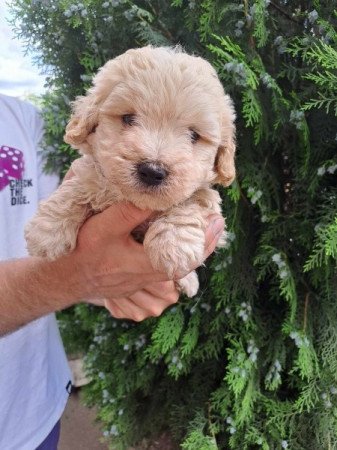 Maltipoo