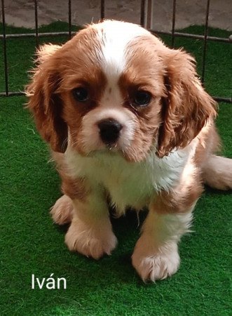 Cavalier King Charles Spániel