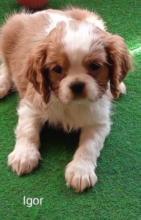 Cavalier King Charles Spániel