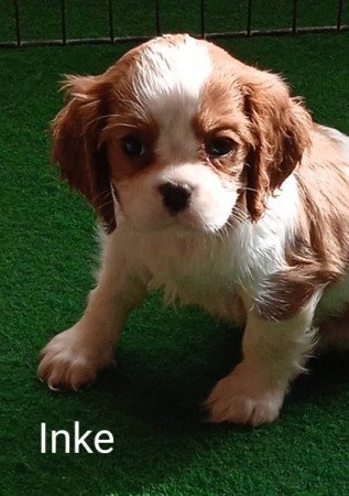 Cavalier King Charles Spániel