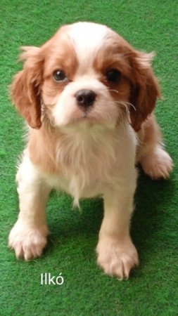 Cavalier King Charles Spániel