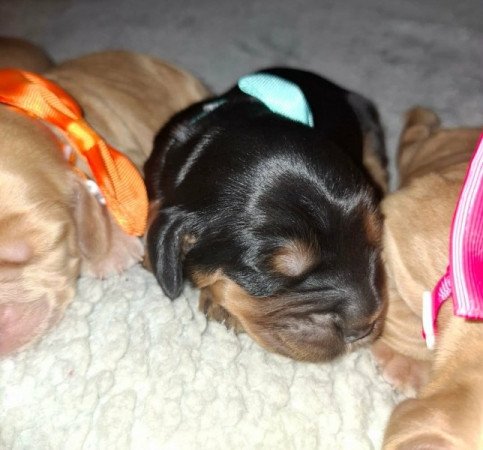 Angol Cicker spániel