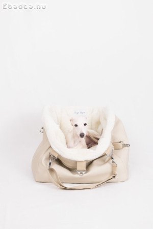 Fehér/krém kis olasz agár kölyök eladó