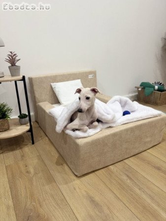 Fehér/krém kis olasz agár kölyök eladó