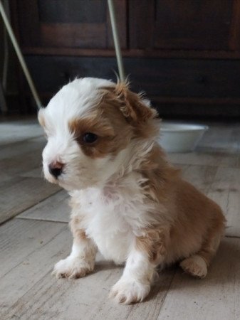 Bichon havanese