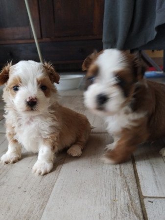 Bichon havanese