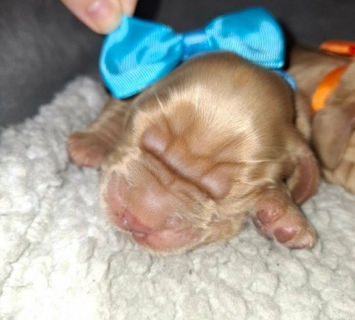 Angol Cicker spániel