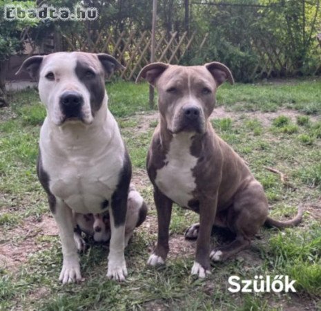 Amerikai staffordshire terrier kölykök, kék