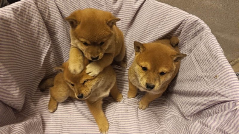 Shiba inu
