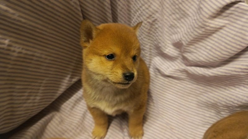 Shiba inu