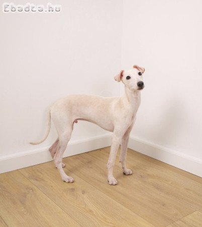 Eladó kis olasz agár kölyök