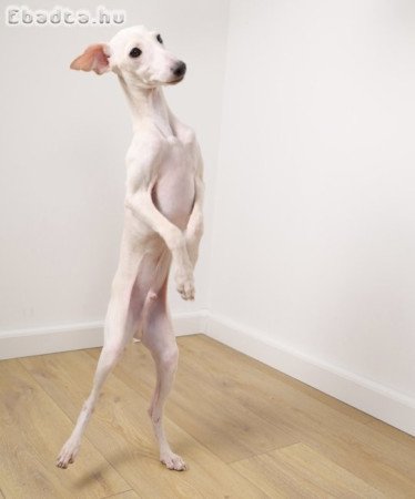 Eladó kis olasz agár kölyök