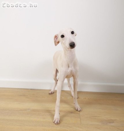 Eladó kis olasz agár kölyök
