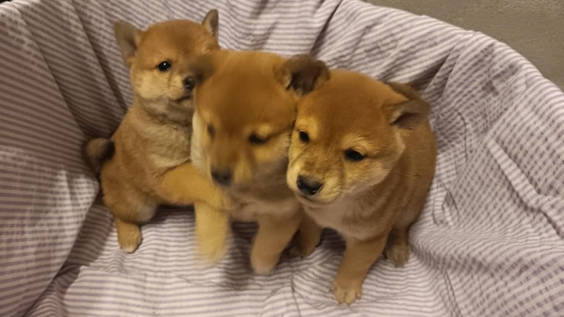 Shiba inu