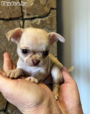 Mini csivava kiskutyák