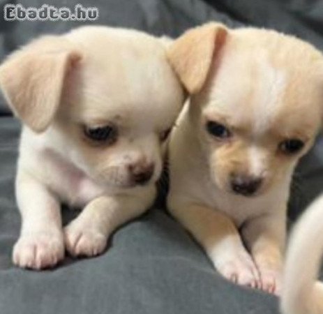 Mini csivava kiskutyák