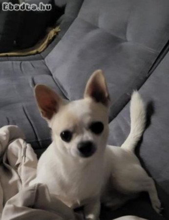 Mini csivava kiskutyák