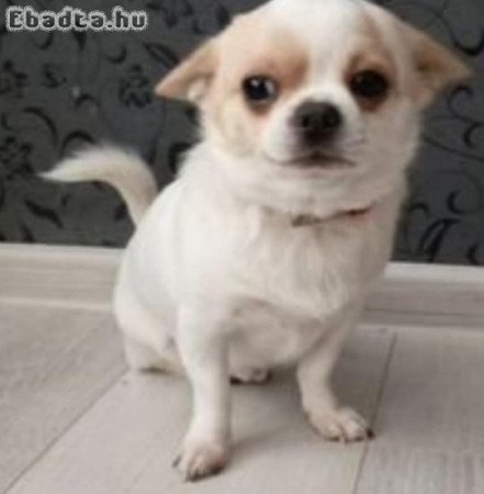 Mini csivava kiskutyák