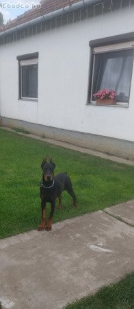 Dobermann