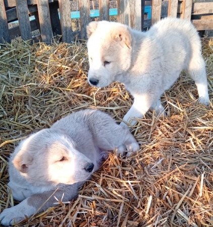 Közép-ázsiai juhász