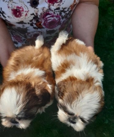 Shih tzu