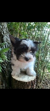 Yorkshire terrier