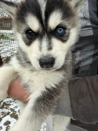 Szibériai Husky