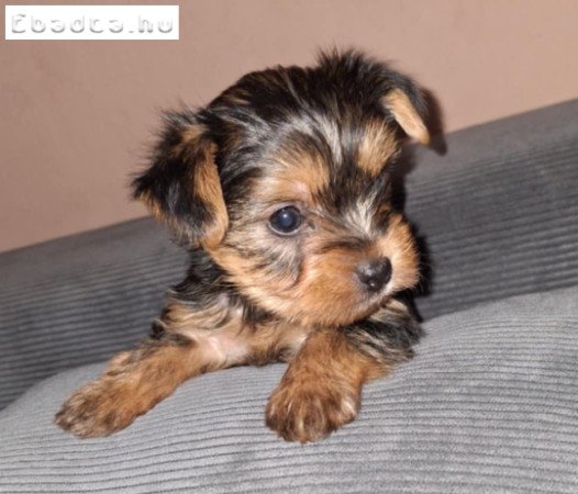 Gyönyörű szép yorki babák!