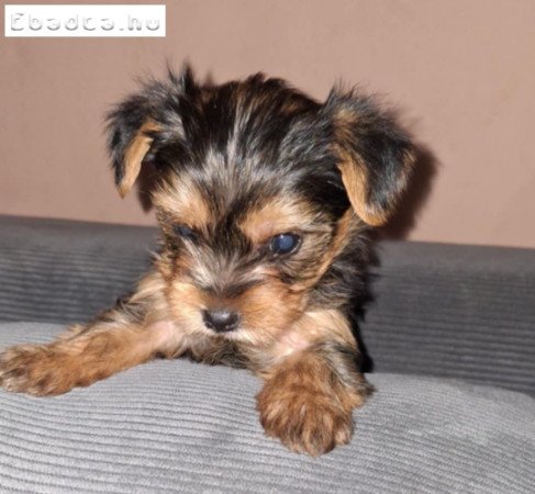 Gyönyörű szép yorki babák!