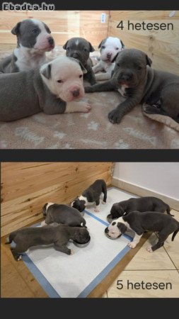 Amerikai staffordshire terrier kölykök, kék
