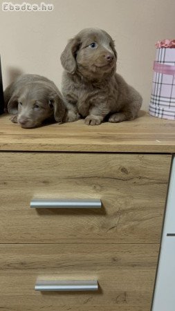 Hosszú szörű tacskó