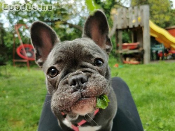 Francia Bulldog kislány