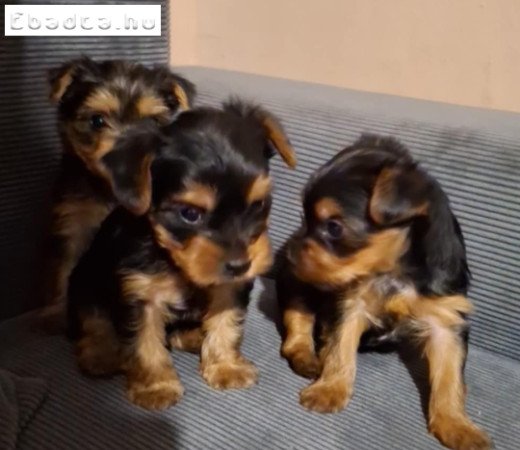 Gyönyörű szép yorki babák!