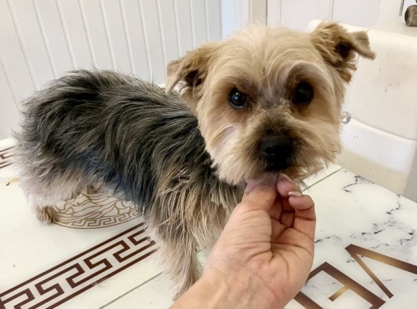 Yorkshire terrier