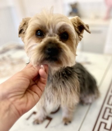 Yorkshire terrier