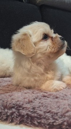 Bichon Havanese