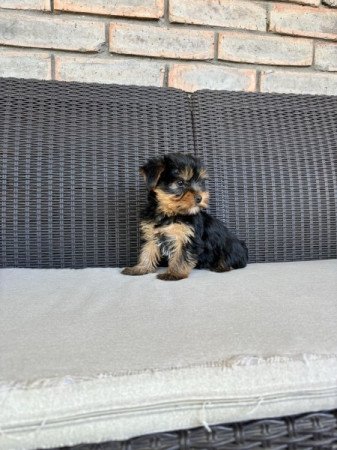 Yorkshire terrier