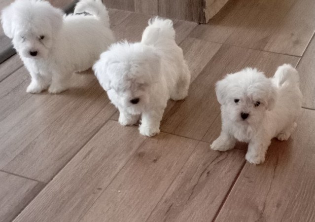 Bichon Havanese