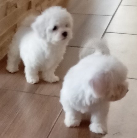 Bichon Havanese