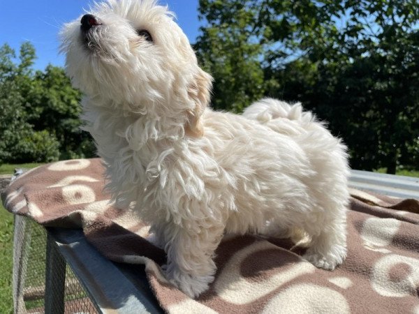 Bichon havanese