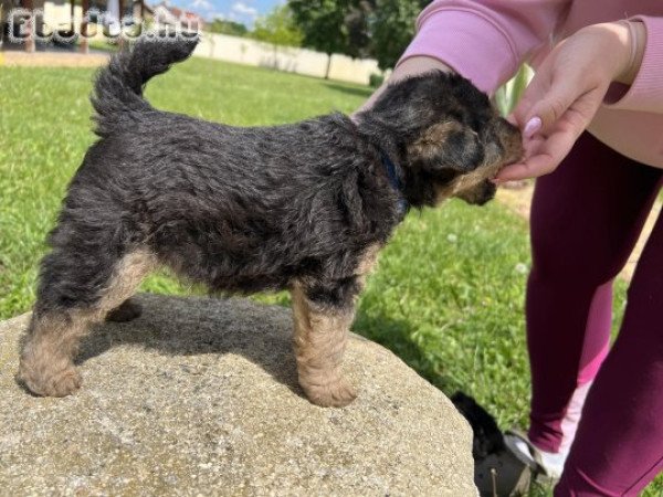 Welsh Terrier kölykök eladók