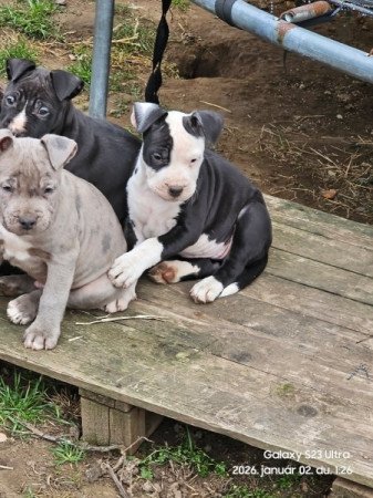 Staffordshire terrier