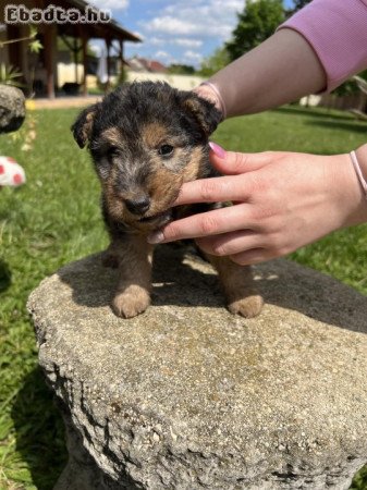 Welsh Terrier kölykök eladók