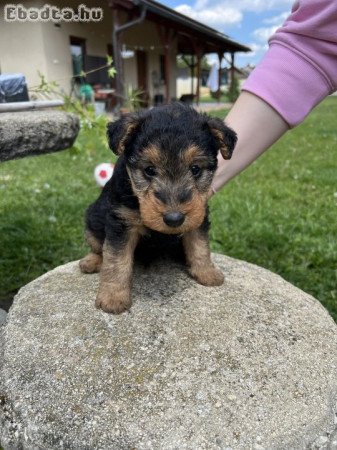 Welsh Terrier kölykök eladók