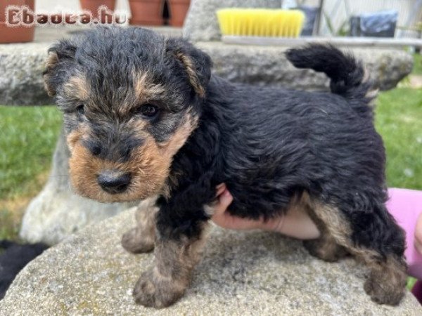 Welsh Terrier kölykök eladók