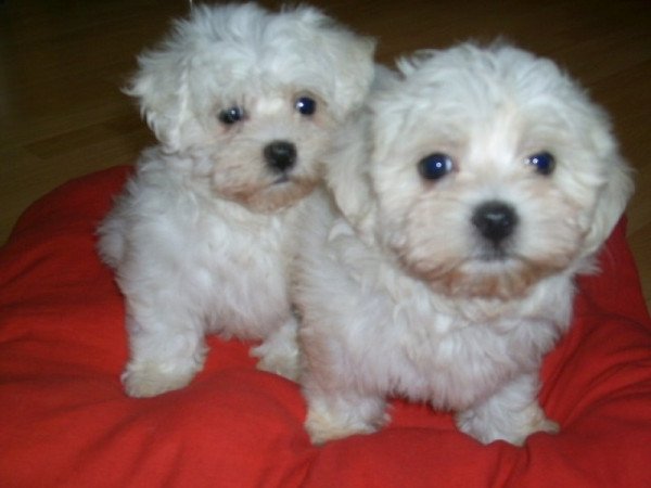 bichon havanese