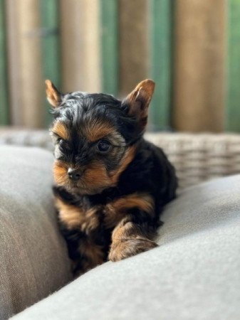 Yorkshire terrier