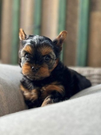 Yorkshire terrier