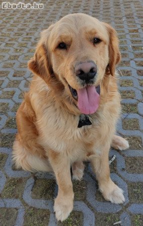 Törzskönyv nélküli Golden Retriever elvihető